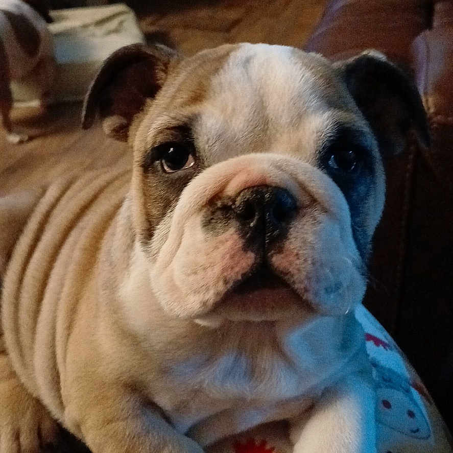 Bella is registered to the contest to win money with this photo: animal, brown, bulldog, close_up, couch, cozy, cute, dog, door, face, floor, furniture, indoor, pajamas, paws, person, pet, puppy, white, wrinkles