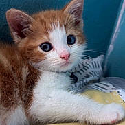 Teddy joined the competition — help win amazing prizes! kitten, cat, orange_and_white, fur, pet, animal, cute, young, indoor, bed, pillow, collar, whiskers, paw, curious, close_up, face, blue_wall, relaxing, domestic