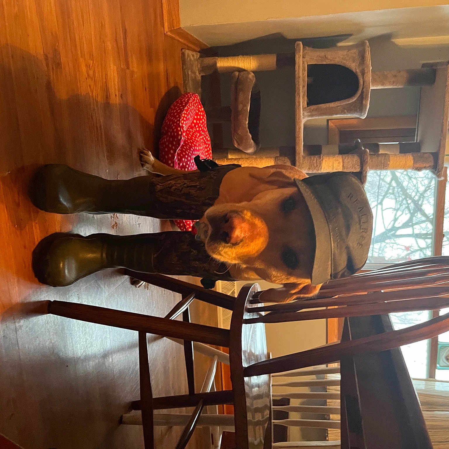 Cooper joined the competition — help win amazing prizes! beam, building, ceiling, curtain, daylighting, flooring, hardwood, hat, heat, interior_design, metal, room, shade, steel, tints_and_shades, varnish, window, wood