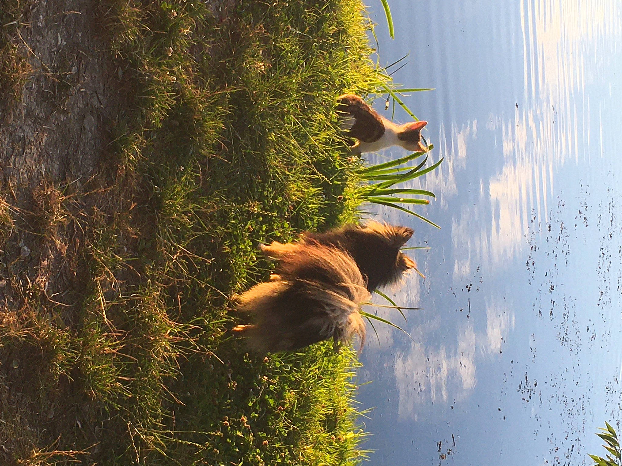 Milo a rejoint le concours — aidez-le/la à gagner de superbes lots ! branch, cat, felidae, forest, plant, reflection, sunlight, tree, wildlife