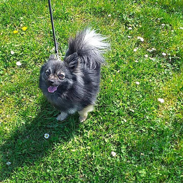 Milo a rejoint le concours — aidez-le/la à gagner de superbes lots ! canidae, carnivore, chinese_imperial_dog, companion_dog, dog, dog_breed, german_spitz_klein, grass, keeshond, lawn, mammal, non_sporting_group, plant, pomeranian, puppy, sporting_group, tibetan_spaniel, toy_dog, vertebrate