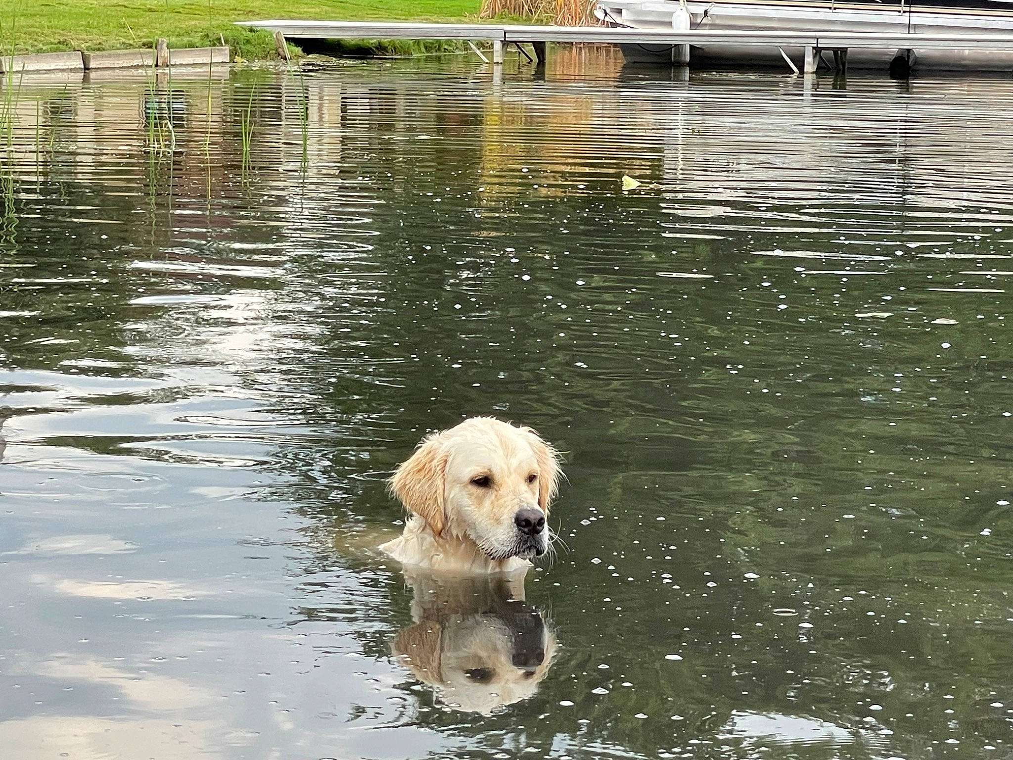 Dax joined the competition — help win amazing prizes! canidae, carnivore, companion_dog, dog, dog_breed, event, gun_dog, lake, liquid, plant, reflection, reservoir, retriever, snout, sporting_group, tail, water, water_resources, watercourse, working_animal