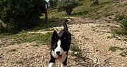 Ahyoka a rejoint le concours — aidez-le/la à gagner de superbes lots ! dog, puppy, border_collie, black_and_white, running, jumping, open_mouth, tongue, wagging_tail, outdoors, nature, trail, rocky_path, hiking, trees, shrubs, grass, blue_sky, sunlight, playful