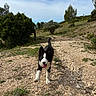 dog, puppy, border_collie, black_and_white, running, jumping, open_mouth, tongue, wagging_tail, outdoors, nature, trail, rocky_path, hiking, trees, shrubs, grass, blue_sky, sunlight, playful