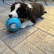 Ahyoka a rejoint le concours — aidez-le/la à gagner de superbes lots ! puppy, dog, border_collie, black_and_white, fluffy, lying_down, soccer_ball, blue_ball, pet, animal, outdoor, patio, tiles, sunlight, portrait, playful, cute, eyes, garden, furniture