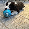 puppy, dog, border_collie, black_and_white, fluffy, lying_down, soccer_ball, blue_ball, pet, animal, outdoor, patio, tiles, sunlight, portrait, playful, cute, eyes, garden, furniture