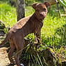 puppy, dog, brown_dog, outdoor, grass, sunlight, nature, young_dog, pet, curious, animal, greenery, moss, stone, path, ears, eyes, tail, backyard, canine