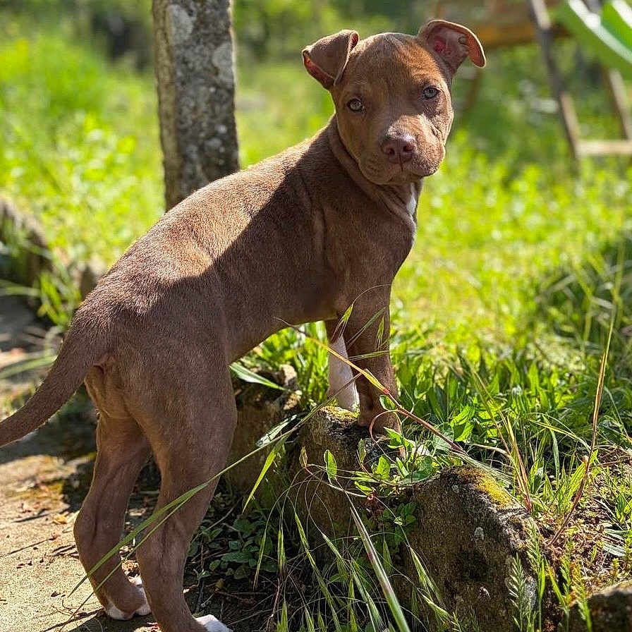 Bella