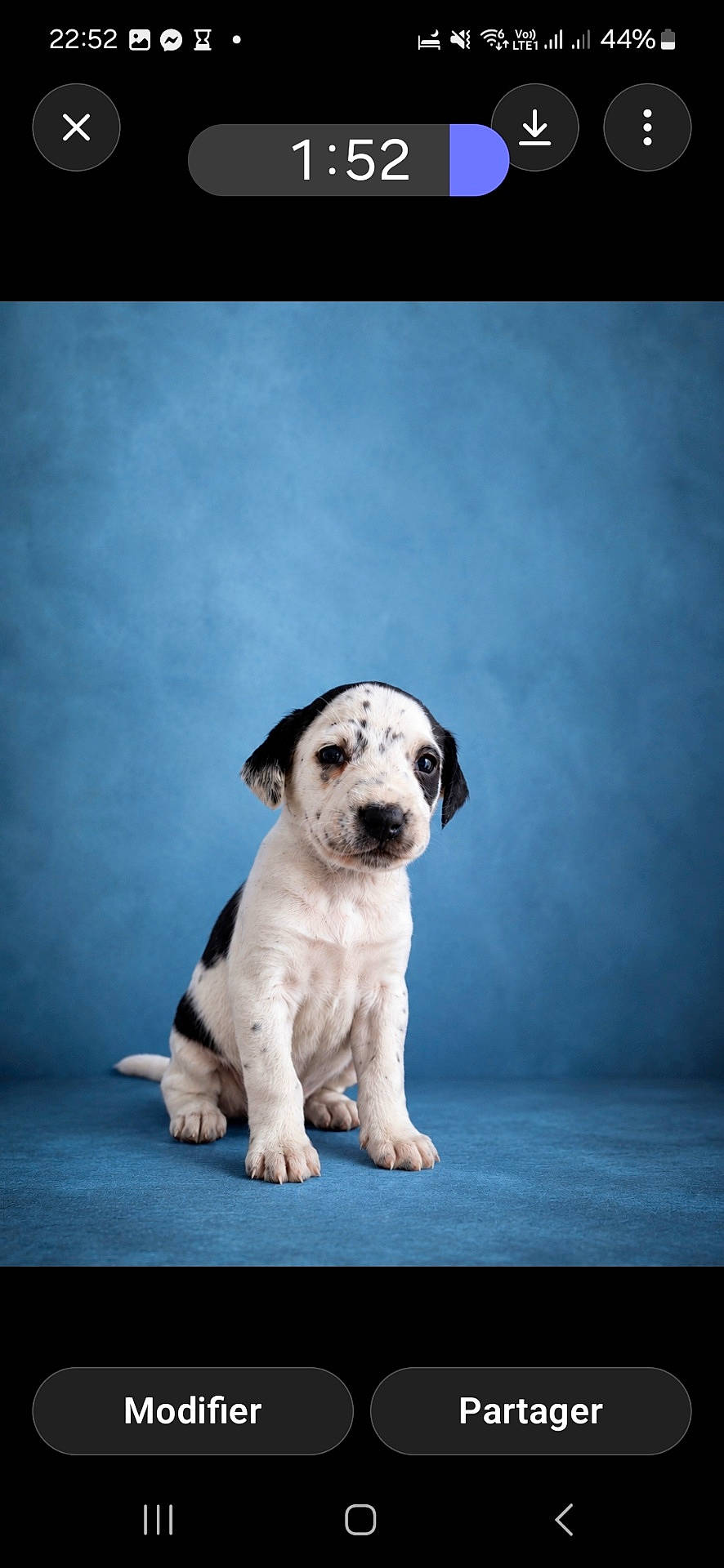 Chien