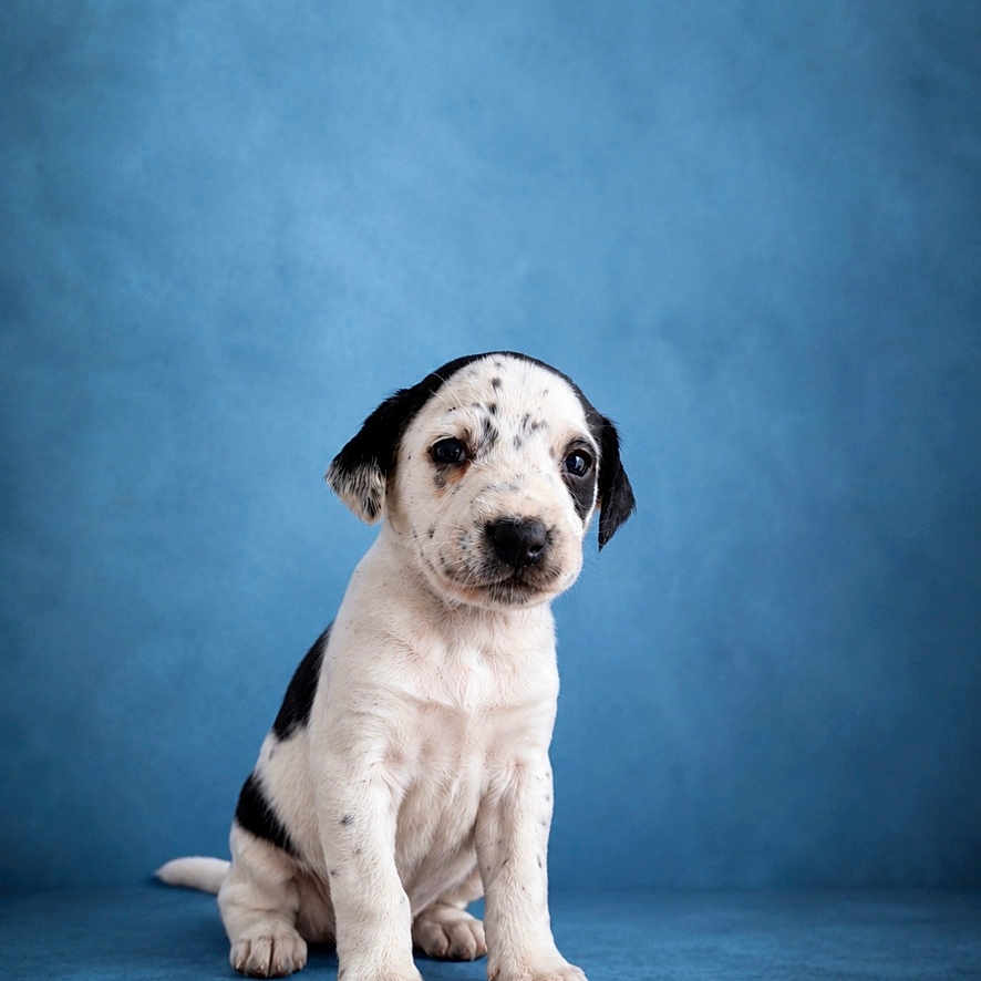 Chien