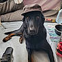 black_dog, brown_tan_markings, canine, cap, dog, dog_bowl, domestic, floor, hat, household, indoor, looking_at_camera, lying_down, pet, portrait, relaxed, shoe, slipper, towel, water_bottle