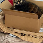 Gribouille a rejoint le concours — aidez-le/la à gagner de superbes lots ! cat, tortoiseshell_cat, cardboard_box, box, pet, indoor, blanket, packing_paper, red_storage_bin, curious, wide_eyes, sitting, cozy, household_item, furniture, soft_texture, portrait, close_up, container, home