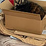 cat, tortoiseshell_cat, cardboard_box, box, pet, indoor, blanket, packing_paper, red_storage_bin, curious, wide_eyes, sitting, cozy, household_item, furniture, soft_texture, portrait, close_up, container, home