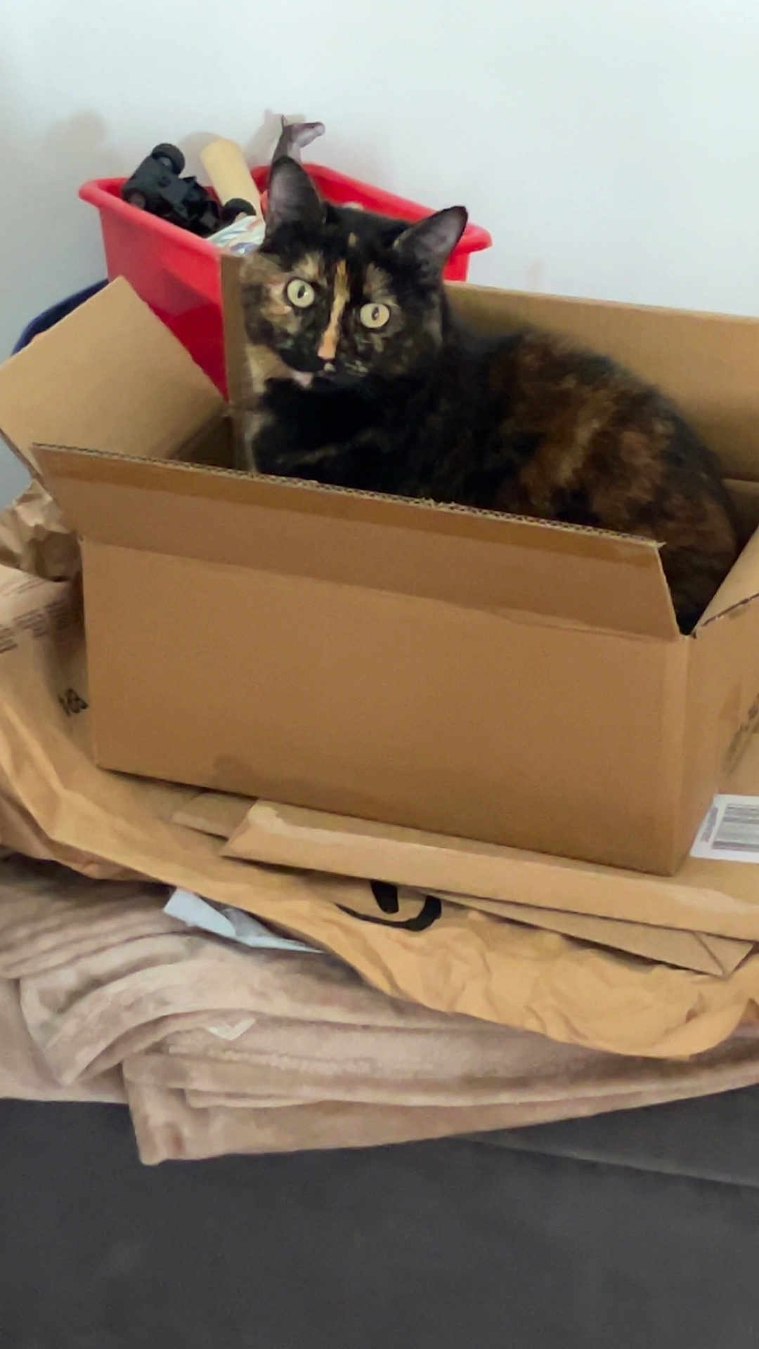 Gribouille a rejoint le concours — aidez-le/la à gagner de superbes lots ! cat, tortoiseshell_cat, cardboard_box, box, pet, indoor, blanket, packing_paper, red_storage_bin, curious, wide_eyes, sitting, cozy, household_item, furniture, soft_texture, portrait, close_up, container, home