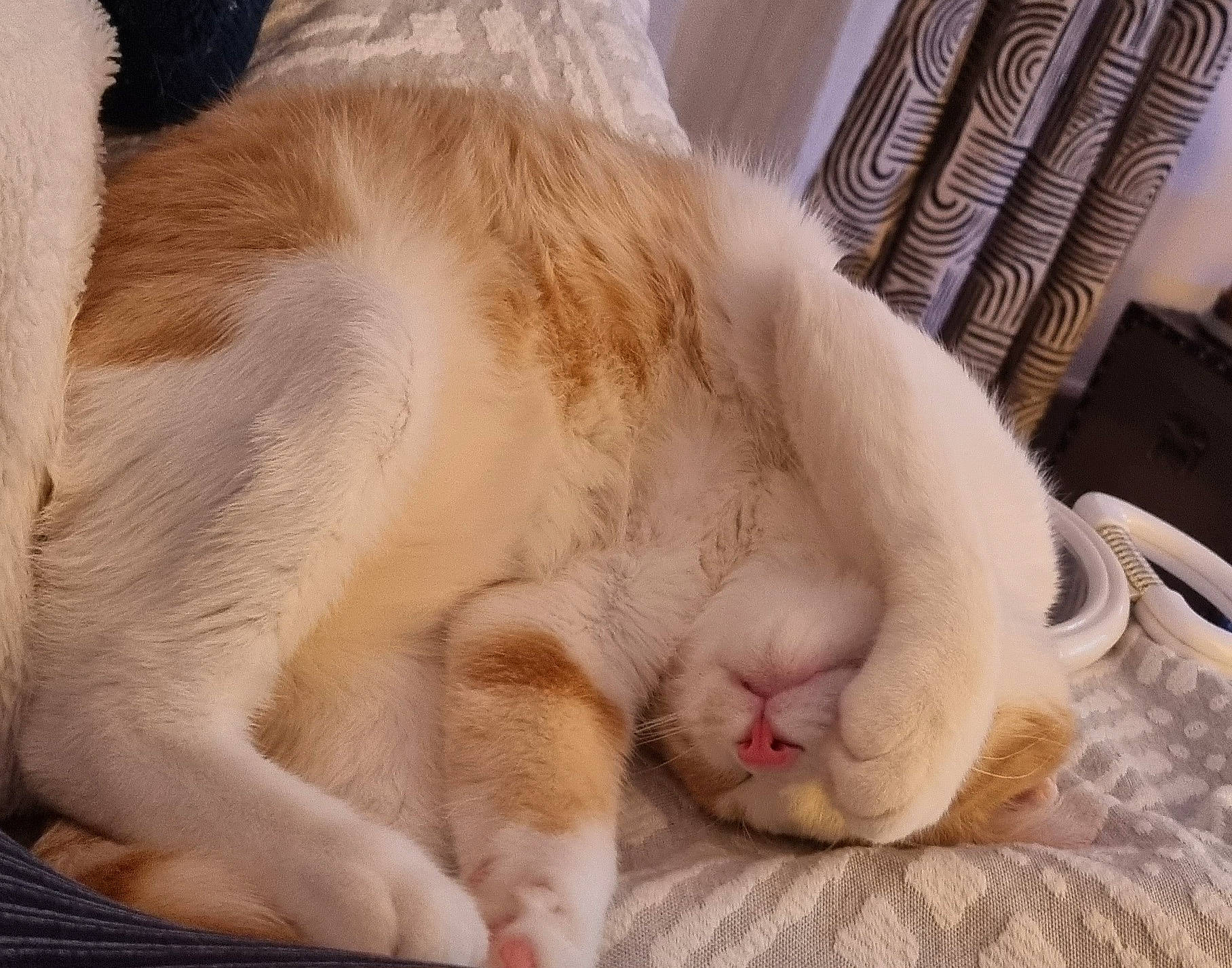 Caramel a rejoint le concours — aidez-le/la à gagner de superbes lots ! carnivore, cat, claw, comfort, domestic_short_haired_cat, fawn, felidae, foot, fur, nap, paw, sleep, small_to_medium_sized_cats, snout, tail, terrestrial_animal, whiskers