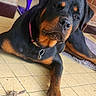 animal, black_and_tan, brick_wall, canine, collar, curious, dog, ears, floor, food_bits, indoor, lying_down, mess, paw, pet, purple_object, relaxed, rottweiler, snout, tile