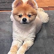 Lucy is registered to the contest to win money with this photo: adorable, animal, carpet, companion, cute, dog, domestic_animal, ears, floor, fluffy, fur, groomed, indoor, looking_at_camera, lying_down, pet, pomeranian, portrait, resting, small_dog