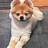 dog, pomeranian, pet, fluffy, groomed, lying_down, indoor, carpet, floor, ears, fur, cute, animal, small_dog, looking_at_camera, portrait, domestic_animal, resting, companion, adorable