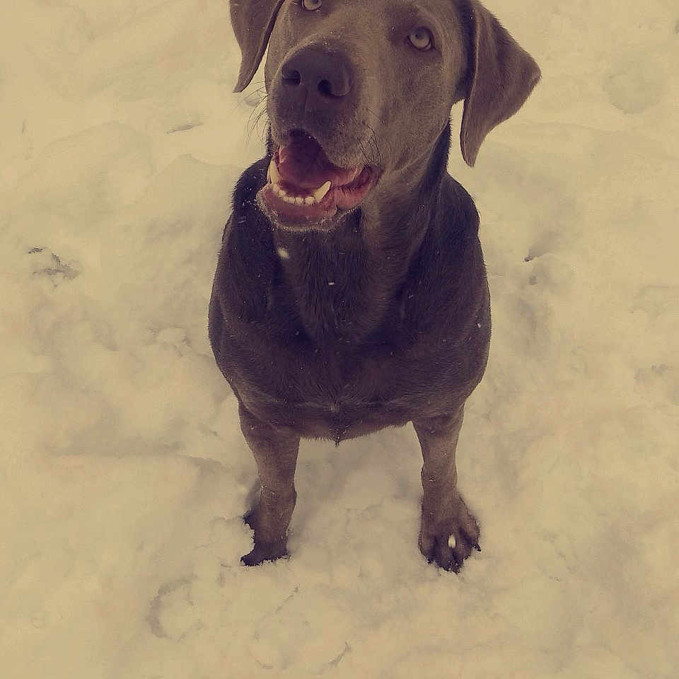 Star is registered to the contest to win money with this photo: animal, bodypart, bulldog, canine, dog, face, head, hound, labradorretriever, mouth, nature, outdoors, person, pet, photography, pointer, portrait, puppy, snow, winter