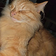 Pikachu a rejoint le concours — aidez-le/la à gagner de superbes lots ! cat, orange_cat, fluffy, sleeping, pet, furry, closeup, whiskers, animal, indoor, relaxed, cute, mammal, feline, soft, domestic_animal, resting, cozy, face, ears