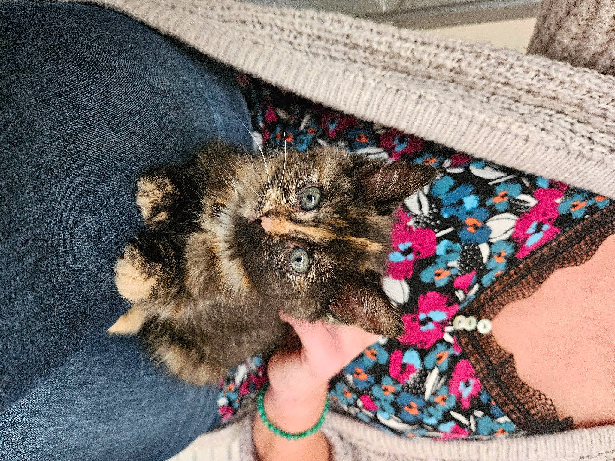 Gusgus a rejoint le concours — aidez-le/la à gagner de superbes lots ! canidae, carnivore, cat, claw, comfort, companion_dog, dog_breed, domestic_short_haired_cat, fashion_accessory, fawn, felidae, fur, human_leg, pattern, paw, small_to_medium_sized_cats, sporting_group, tail, whiskers, wood