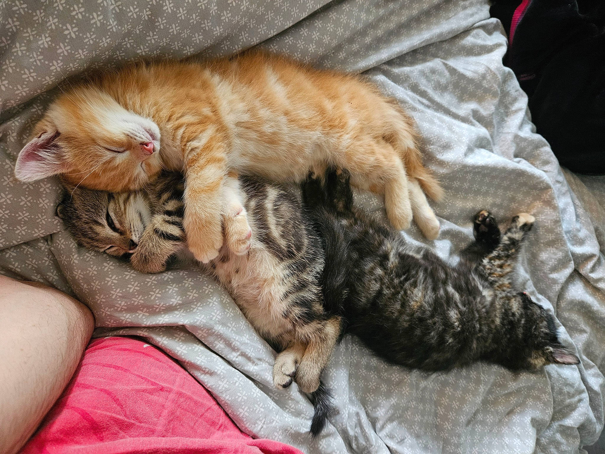 Gusgus participe au concours pour gagner de l'argent avec cette photo : bed, canidae, carnivore, cat, claw, comfort, domestic_short_haired_cat, fawn, felidae, fur, lap, linens, mammal, nap, paw, small_to_medium_sized_cats, tail, whiskers