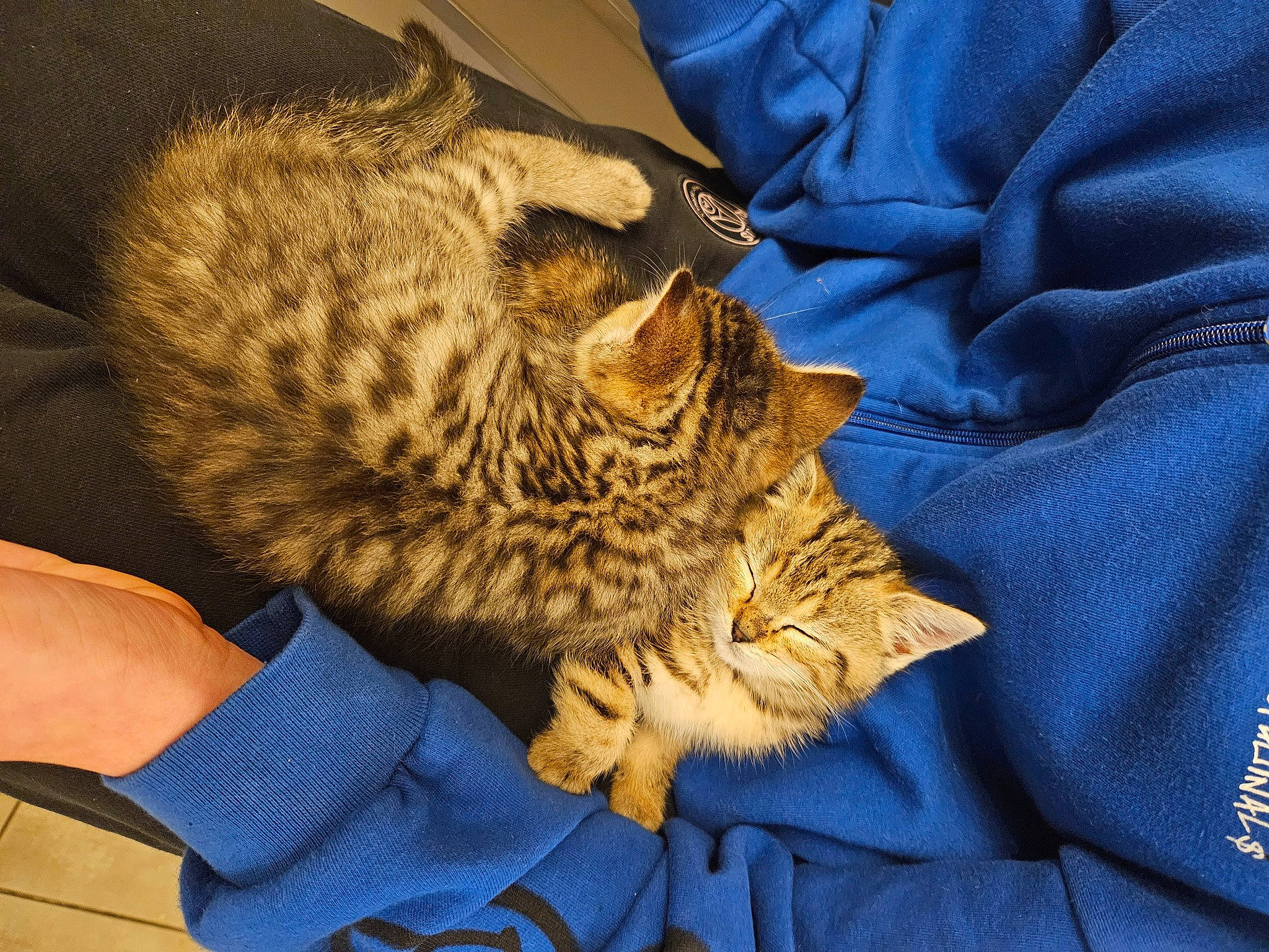 Gusgus a rejoint le concours — aidez-le/la à gagner de superbes lots ! big_cats, bird_of_prey, carnivore, cat, comfort, domestic_short_haired_cat, electric_blue, falconiformes, felidae, fur, leopard, linens, paw, small_to_medium_sized_cats, tail, terrestrial_animal, whiskers, wildlife