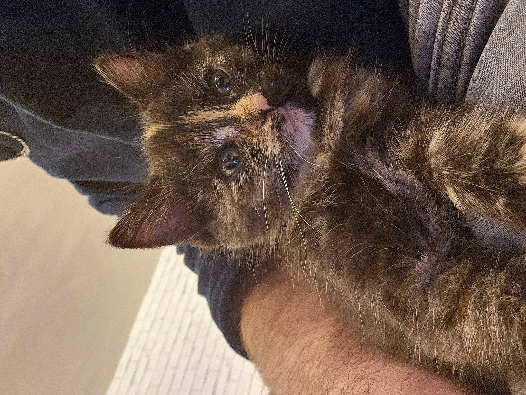 Gusgus a rejoint le concours — aidez-le/la à gagner de superbes lots ! black_cat, carnivore, cat, claw, dog_breed, domestic_short_haired_cat, ear, fawn, felidae, fur, liver, paw, small_to_medium_sized_cats, snout, tail, terrestrial_animal, whiskers