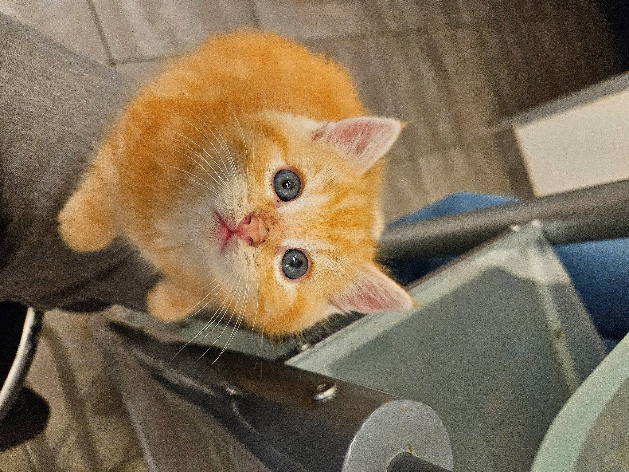 Gusgus participe au concours pour gagner de l'argent avec cette photo : carnivore, cat, claw, comfort, domestic_short_haired_cat, eye, fawn, felidae, fur, paw, room, small_to_medium_sized_cats, snout, tail, whiskers, wood