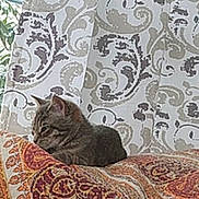 Kitty is registered to the contest to win money with this photo: cat, tabby_cat, cushion, patterned_cushion, curtain, patterned_curtain, indoor, pet, resting, cozy, feline, striped_cat, comfort, home_interior, animal, relaxed, domestic_cat, soft_furnishing, window_area, quiet