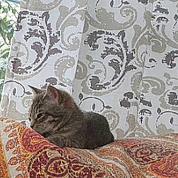 Kitty is registered to the contest to win money with this photo: cat, tabby_cat, cushion, patterned_cushion, curtain, patterned_curtain, indoor, pet, resting, cozy, feline, striped_cat, comfort, home_interior, animal, relaxed, domestic_cat, soft_furnishing, window_area, quiet