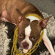 Cooper is registered to the contest to win money with this photo: dog, brown, white, beads, gold, pet, indoor, carpet, laying_down, close_up, cute, animal, ears, face, fur, collar, playful, resting, decorative, portrait