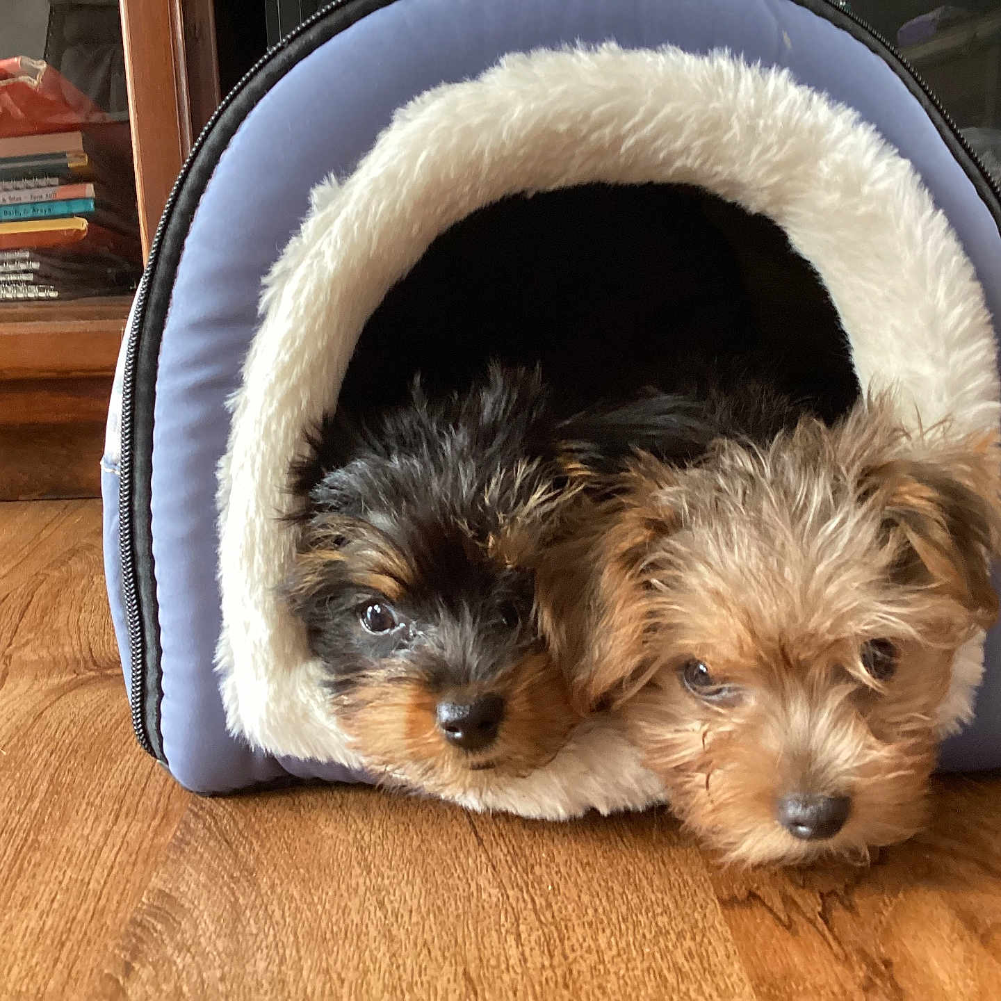 Ralphie And Tuffy joined the competition — help win amazing prizes! animal, canine, cat, cockerspaniel, couch, den, dog, dogbed, doghouse, furniture, hardwood, indoors, kennel, papillon, person, pet, poodle, puppy, terrier, wood