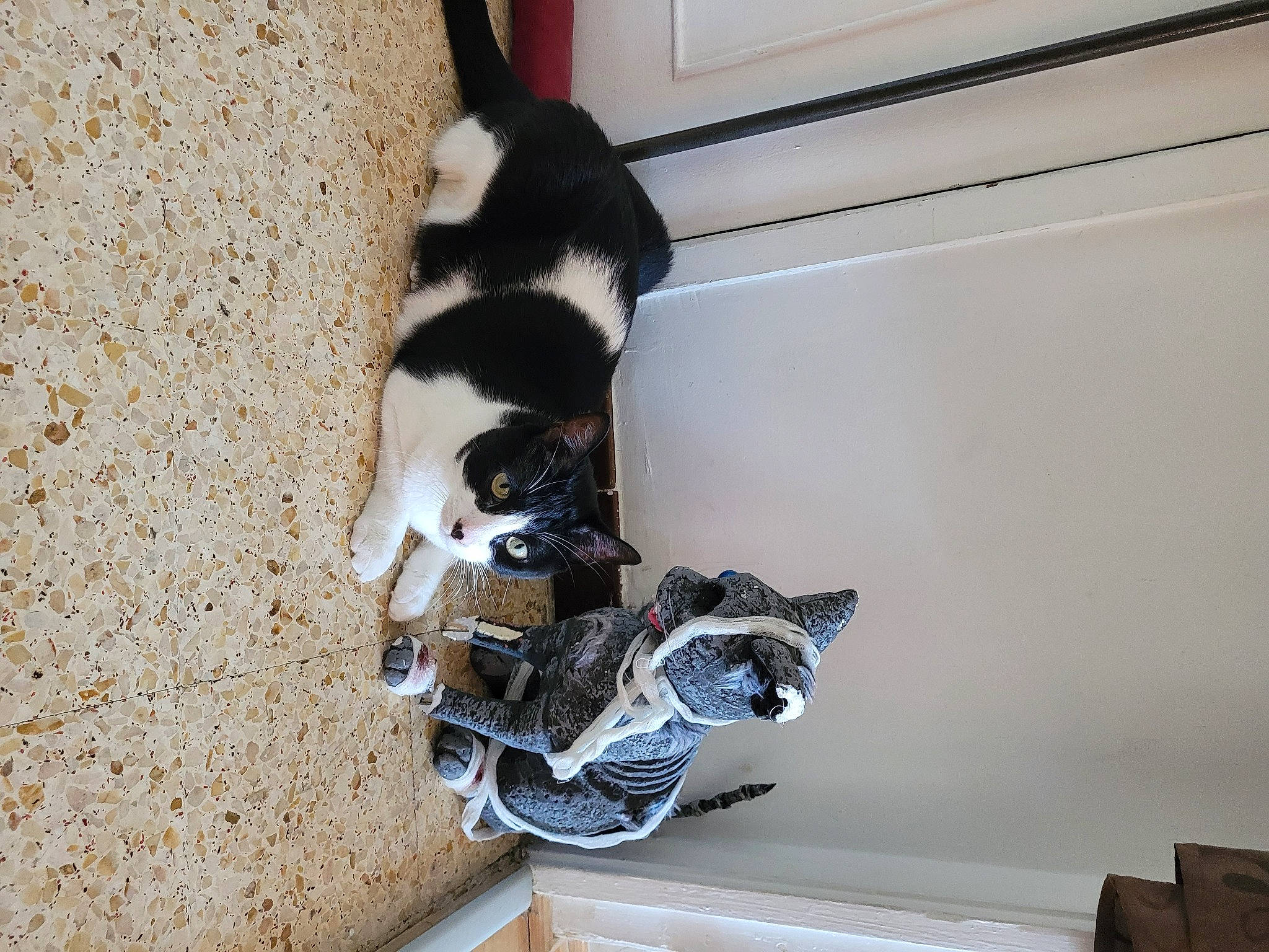 Cooky a rejoint le concours — aidez-le/la à gagner de superbes lots ! auto_part, automotive_exterior, carnivore, cat, claw, collar, dog_breed, domestic_short_haired_cat, felidae, fur, paw, pet_supply, rim, small_to_medium_sized_cats, snout, sporting_group, tail, terrestrial_animal, whiskers, wood