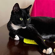 Mittens joined the competition — help win amazing prizes! blurred_background, cat, close_up, feline, green_eyes, handwritten_notes, indoor, legal_pad, lounging, pet, pink_towel, portrait, reflection, relaxed, sticky_notes, table, tuxedo_cat, whiskers, white_paws, wooden_table