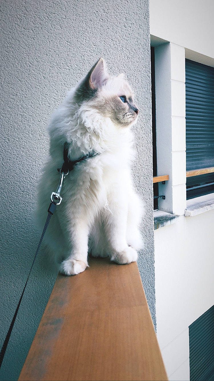 Didou participe au concours pour gagner de l'argent avec cette photo : birman, british_longhair, carnivore, cat, domestic_short_haired_cat, felidae, flooring, fur, hardwood, laminate_flooring, ragdoll, small_to_medium_sized_cats, tail, thai, whiskers, window, window_blind, wood, wood_flooring