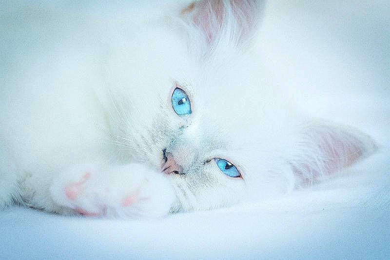 Didou participe au concours pour gagner de l'argent avec cette photo : carnivore, cat, claw, domestic_short_haired_cat, electric_blue, eye, felidae, freezing, fur, head, paw, sky, small_to_medium_sized_cats, snout, snow, whiskers, winter