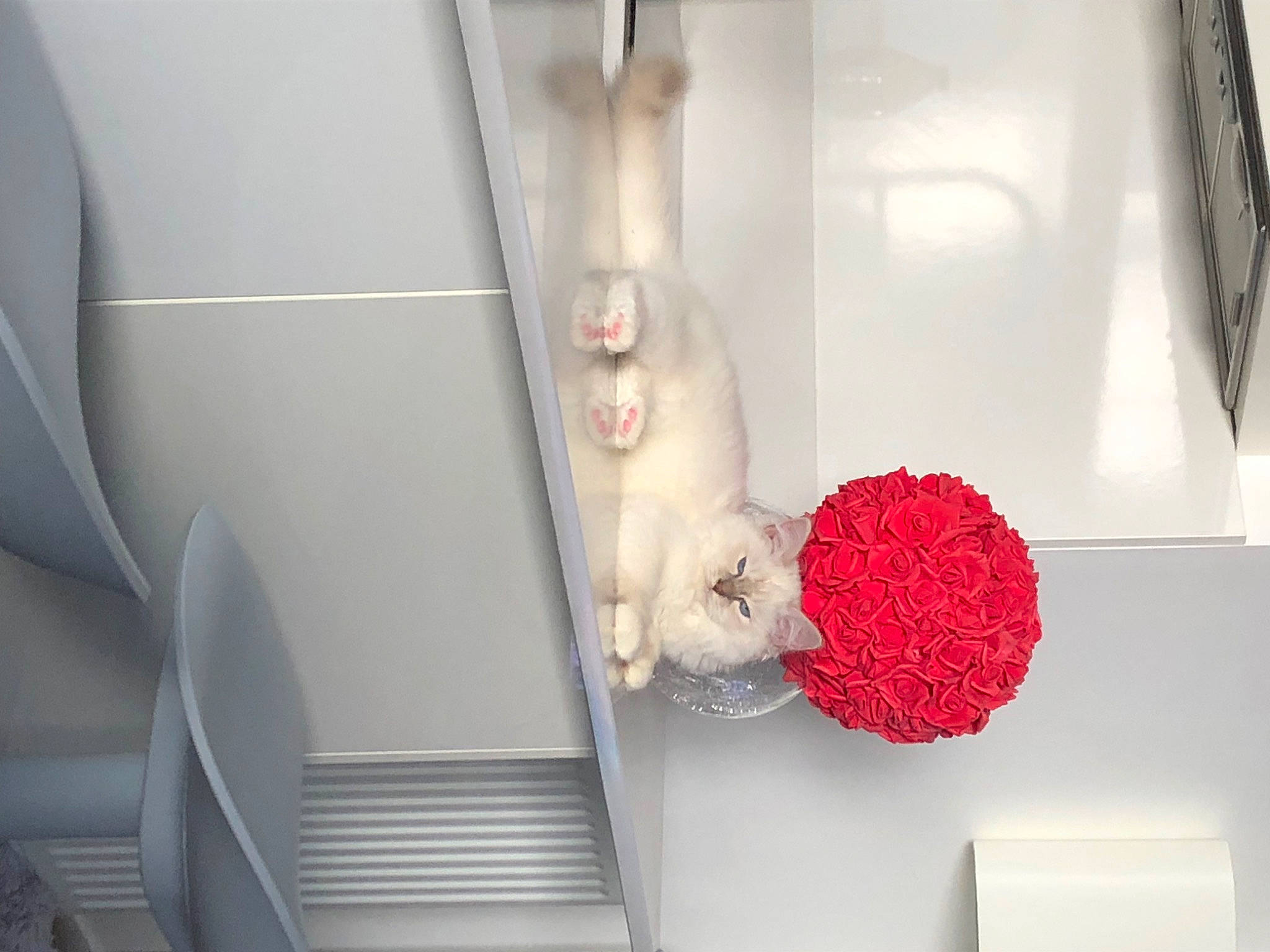 Didou participe au concours pour gagner de l'argent avec cette photo : carmine, ceiling, coquelicot, cut_flowers, felidae, flower, magenta, metal, petal, room, shelf, shelving, small_to_medium_sized_cats, stuffed_toy, teddy_bear, toy
