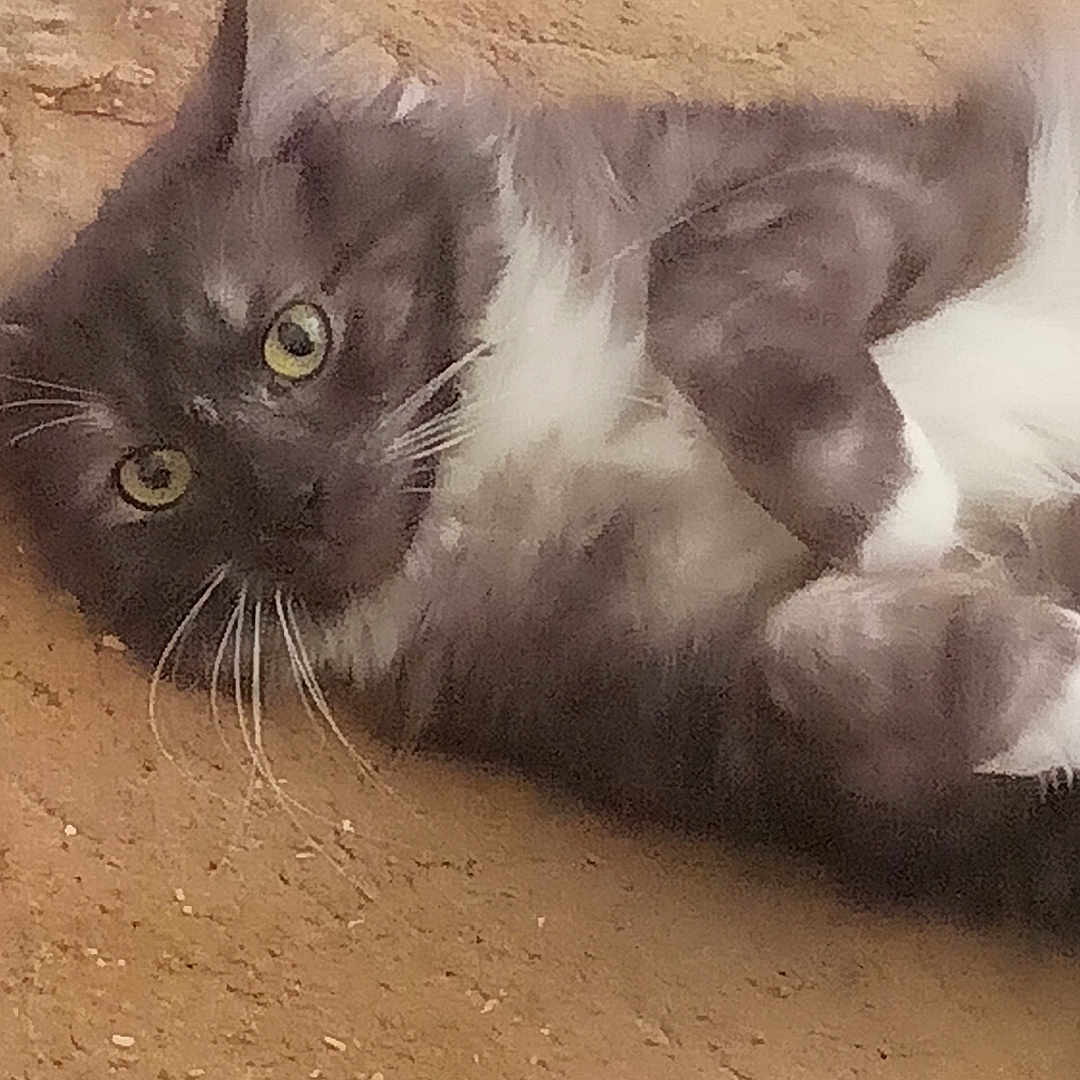 Raven joined the competition — help win amazing prizes! animal, carpet, cat, closeup, curious, cute, domestic_pet, feline, fur, gray_cat, green_eyes, indoor, lying_down, mammal, pet, playful, relaxed, resting, whiskers, white_fur