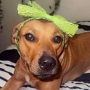 Emmy joined the competition — help win amazing prizes! dog, pet, brown_fur, close_up, bed, striped_bedspread, green_bow, lace, headwear, animal, cute, portrait, indoor, looking_at_camera, face, ears, whiskers, nose, expression, domestic_animal