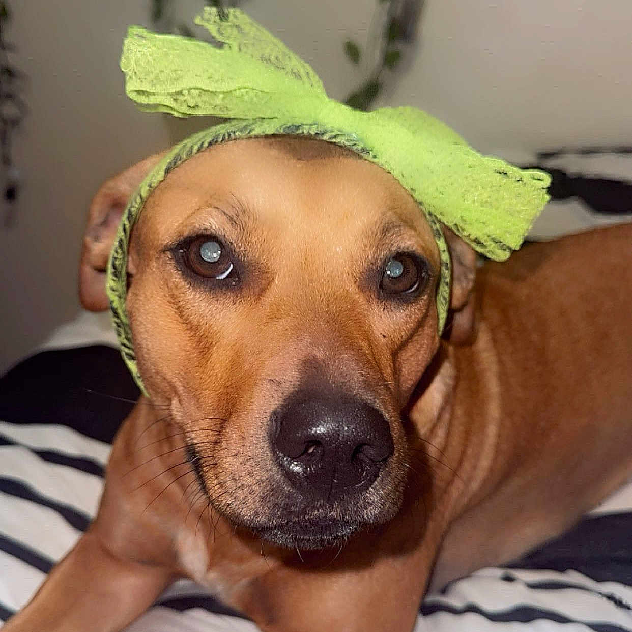 Emmy joined the competition — help win amazing prizes! dog, pet, brown_fur, close_up, bed, striped_bedspread, green_bow, lace, headwear, animal, cute, portrait, indoor, looking_at_camera, face, ears, whiskers, nose, expression, domestic_animal