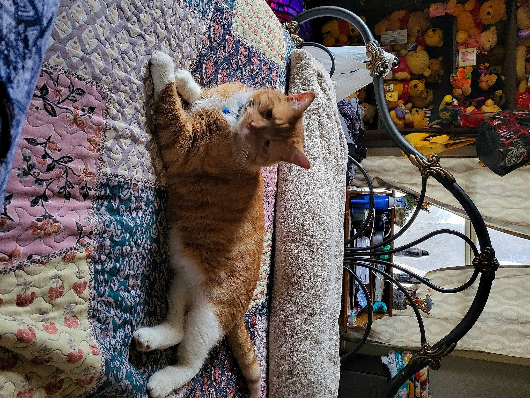 Tonka is registered to the contest to win money with this photo: cable, canidae, carnivore, cat, claw, domestic_short_haired_cat, electrical_supply, electrical_wiring, fawn, felidae, fur, paw, sitting, small_to_medium_sized_cats, snout, sporting_group, tail, whiskers, wire, wood