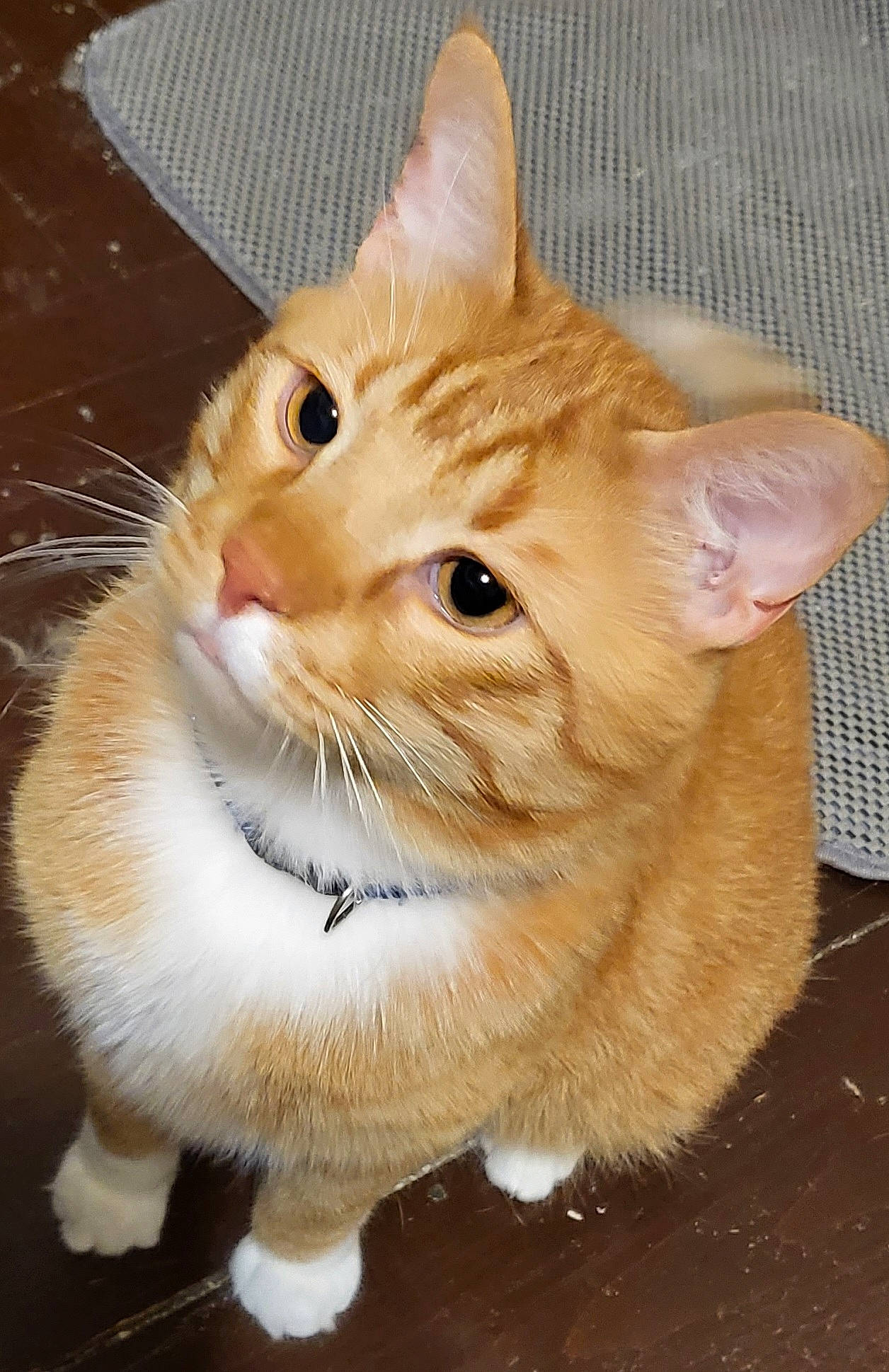 Tonka joined the competition — help win amazing prizes! carnivore, cat, cat_furniture, claw, domestic_short_haired_cat, fawn, felidae, fur, paw, pet_supply, photo_caption, small_to_medium_sized_cats, snout, tail, terrestrial_animal, whiskers, wood