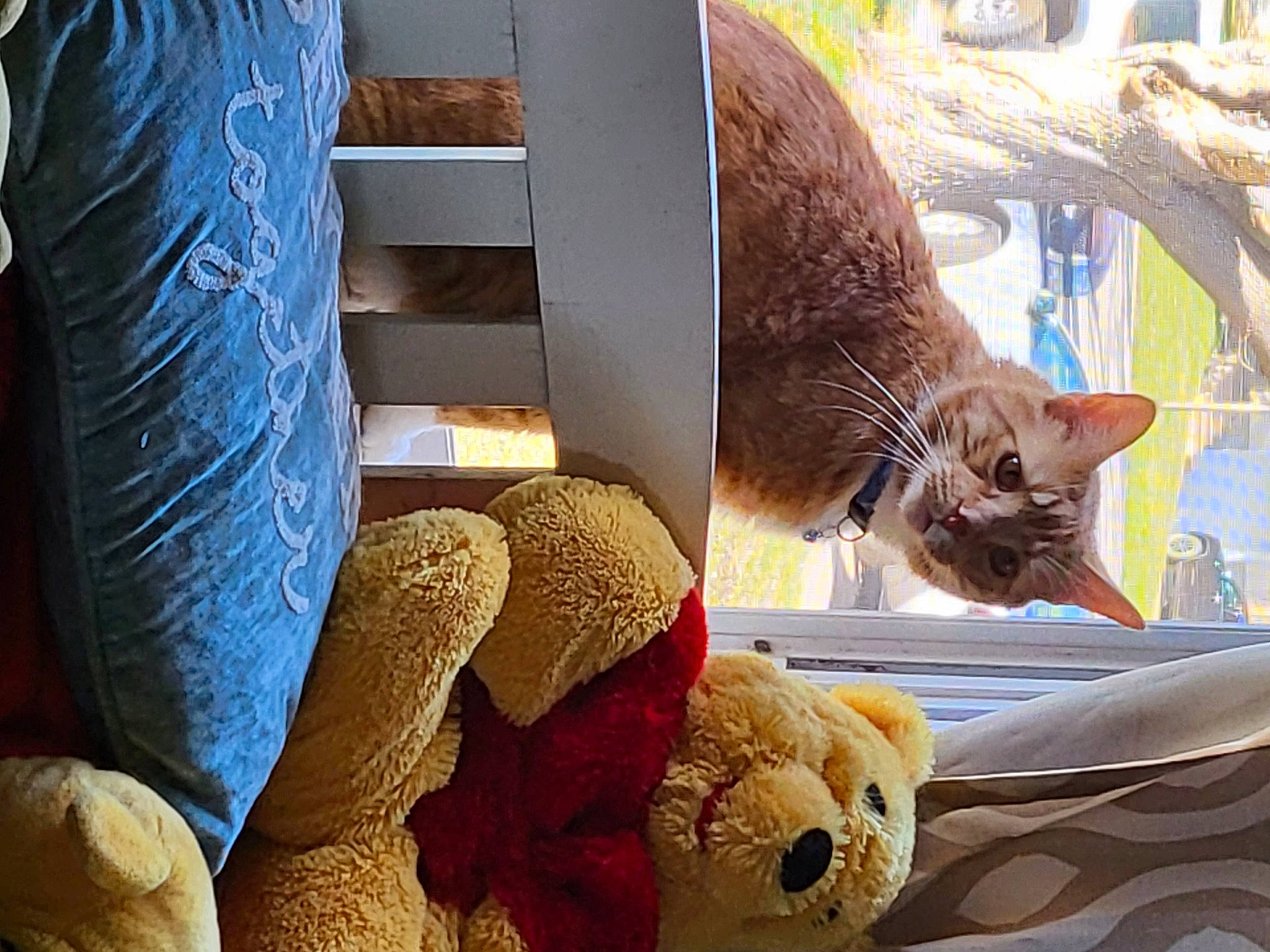 Tonka is registered to the contest to win money with this photo: carnivore, cat, comfort, domestic_short_haired_cat, fawn, felidae, fur, human_leg, linens, organism, plant, sitting, small_to_medium_sized_cats, snout, tail, textile, toy, tree, whiskers, wood