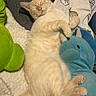 Appa joined the competition — help win amazing prizes! cat, sleeping, plush_toy, unicorn, blanket, cozy, cute, pet, indoor, resting, soft_toy, animal, fur, relaxing, cute_pet, pink_nose, paw, lying_down, domestic_cat, stuffed_animal
