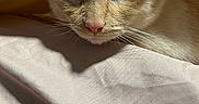 Appa is registered to the contest to win money with this photo: cat, blanket, fur, whiskers, close_up, indoor, pet, cute, soft, face, animal, resting, cozy, warm, sleepy, feline, nose, ears, bed, comfort