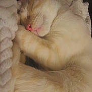 Appa joined the competition — help win amazing prizes! cat, sleeping, cream_color, blanket, cozy, indoor, pet, fur, nap, relaxed, close_up, cute, whiskers, pink_nose, paw, feline, domestic_animal, rest, soft_texture, quiet