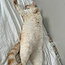 Appa joined the competition — help win amazing prizes! cat, sleeping, bed, white_bedspread, feline, orange_tabby, relaxed, indoor, pet, fur, tail, paw, whiskers, cozy, resting, animal, cute, soft, domestic_animal, peaceful