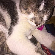 Mika joined the competition — help win amazing prizes!