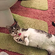 Mika is registered to the contest to win money with this photo: